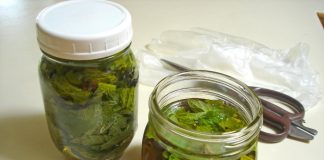 Kopriva za zdravlje od glave do pete Kopriva za zdravlje od glave do pete - featured image