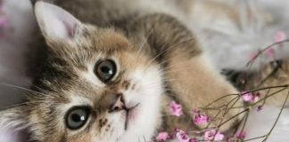 NEPOZNATA MAČKA VAM SE POJAVILA NA KUĆNOM PRAGU? INDIJSKO VJEROVANJE UPOZORAVA: “U toj kući će uskoro biti…” NEPOZNATA MAČKA VAM SE POJAVILA NA KUĆNOM PRAGU? INDIJSKO VJEROVANJE UPOZORAVA: “U toj kući će uskoro biti…” - featured image