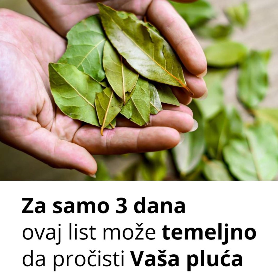 Otkrijte čaroliju lovorovog ulja: Kako priroda može očistiti vaša pluća za samo tri dana - featured image