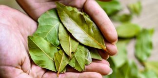 Otkrijte čaroliju lovorovog ulja: Kako priroda može očistiti vaša pluća za samo tri dana Otkrijte čaroliju lovorovog ulja: Kako priroda može očistiti vaša pluća za samo tri dana - featured image