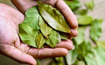 Otkrijte čaroliju lovorovog ulja: Kako priroda može očistiti vaša pluća za samo tri dana Otkrijte čaroliju lovorovog ulja: Kako priroda može očistiti vaša pluća za samo tri dana - featured image