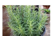 Ruzmarin i mačka u kući: Odmah na ovo obratite pažnju Ruzmarin i mačka u kući: Odmah na ovo obratite pažnju - featured image