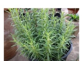 Ruzmarin i mačka u kući: Odmah na ovo obratite pažnju Ruzmarin i mačka u kući: Odmah na ovo obratite pažnju - featured image