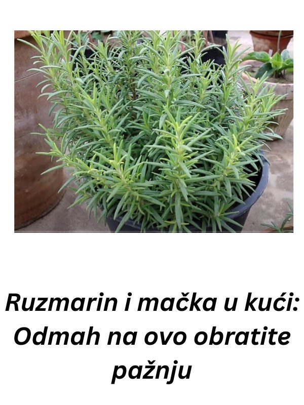 Ruzmarin i mačka u kući: Odmah na ovo obratite pažnju - featured image Ruzmarin i mačka u kući: Odmah na ovo obratite pažnju - featured image