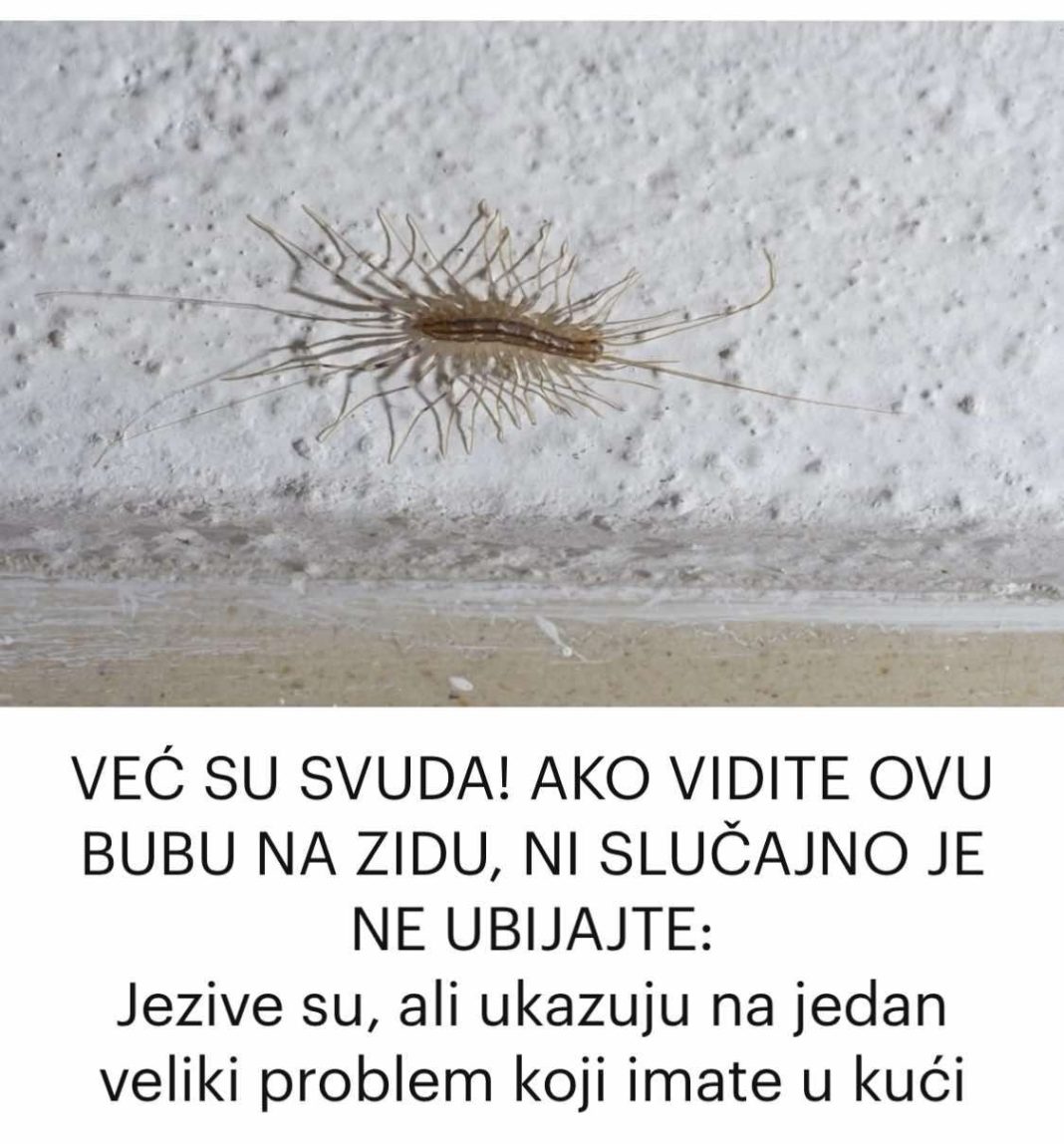 AKO VIDITE OVU BUBU NA ZIDU, NI SLUČAJNO JE NE UBIJAJTE: Ukazuju na jedan veliki problem koji imate u kući - featured image AKO VIDITE OVU BUBU NA ZIDU, NI SLUČAJNO JE NE UBIJAJTE: Ukazuju na jedan veliki problem koji imate u kući - featured image