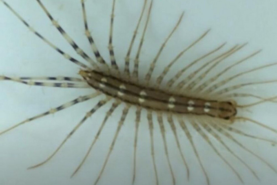 AKO VIDITE OVU BUBU NA ZIDU, NI SLUČAJNO JE NE UBIJAJTE: Ukazuju na jedan veliki problem koji imate u kući - featured image AKO VIDITE OVU BUBU NA ZIDU, NI SLUČAJNO JE NE UBIJAJTE: Ukazuju na jedan veliki problem koji imate u kući - featured image