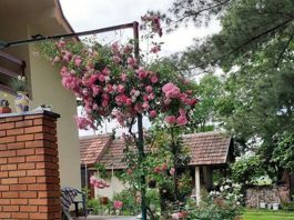 Najopasnije biljke u bašti: Kraljica otrova, tihi ubica ili zavodljiva trovačica – da li ih imate u dvorištu?