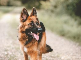 Evo šta svaki pas uradi kad oseti da je u društvu loše i pokvarene osobe: Ovo dobro zapamtite, može vas zaštititi od zla Evo šta svaki pas uradi kad oseti da je u društvu loše i pokvarene osobe: Ovo dobro zapamtite, može vas zaštititi od zla - featured image