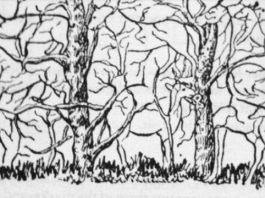 Prva životinja koju vidite na ilustraciji otkriće vam apsolutno sve o vašoj ličnosti i to bez greške Prva životinja koju vidite na ilustraciji otkriće vam apsolutno sve o vašoj ličnosti i to bez greške - featured image