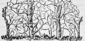 Prva životinja koju vidite na ilustraciji otkriće vam apsolutno sve o vašoj ličnosti i to bez greške Prva životinja koju vidite na ilustraciji otkriće vam apsolutno sve o vašoj ličnosti i to bez greške - featured image