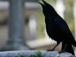 SIGNALI KOJE PREMINULE OSOBE ŠALJU: Poznati medij tvrdi da je to ZNAK da su tu i da nam žele nešto poručiti