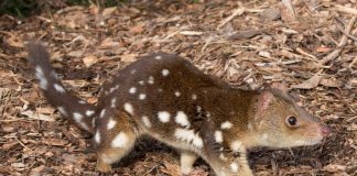 Nevjerovatno otkriće na farmi: Pronađena rijetka životinjska vrsta koja nije viđena više od vijeka Nevjerovatno otkriće na farmi: Pronađena rijetka životinjska vrsta koja nije viđena više od vijeka - featured image