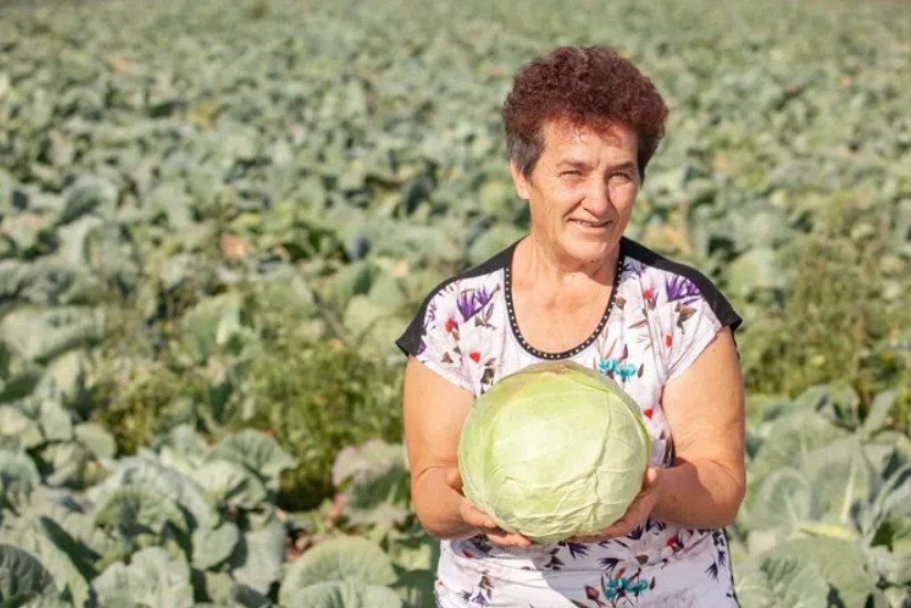 Ovako Slobodanka iz Futoga kiseli kupus: “Ljudi najčešće greše sa količinom soli,” - featured image Ovako Slobodanka iz Futoga kiseli kupus: “Ljudi najčešće greše sa količinom soli,” - featured image