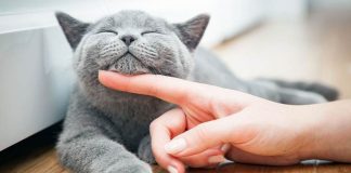 Mačka je pravi lek za čoveka: 7 bolesti koje samo ona može da izleči Mačka je pravi lek za čoveka: 7 bolesti koje samo ona može da izleči - featured image