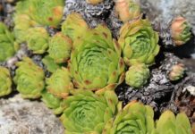 Čim ustanem pojedem po 1 list čuvarkuće: Evo šta mi se desilo NAKON SAMO PAR DANA! Čim ustanem pojedem po 1 list čuvarkuće: Evo šta mi se desilo NAKON SAMO PAR DANA! - featured image