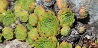 Čim ustanem pojedem po 1 list čuvarkuće: Evo šta mi se desilo NAKON SAMO PAR DANA! Čim ustanem pojedem po 1 list čuvarkuće: Evo šta mi se desilo NAKON SAMO PAR DANA! - featured image