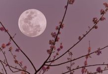 Stiže pun Mjesec u Biku: Za 4 horoskopska znaka život se mijenja 5. novembra Stiže pun Mjesec u Biku: Za 4 horoskopska znaka život se mijenja 5. novembra - featured image