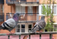 Stavite 1 predmet na terasu i otjeraćete golubove zauvijek: Sitnica od koje bježe glavom bez obzira Stavite 1 predmet na terasu i otjeraćete golubove zauvijek: Sitnica od koje bježe glavom bez obzira - featured image