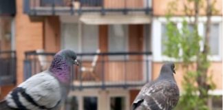 Stavite 1 predmet na terasu i otjeraćete golubove zauvijek: Sitnica od koje bježe glavom bez obzira Stavite 1 predmet na terasu i otjeraćete golubove zauvijek: Sitnica od koje bježe glavom bez obzira - featured image