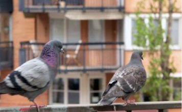 Stavite 1 predmet na terasu i otjeraćete golubove zauvijek: Sitnica od koje bježe glavom bez obzira Stavite 1 predmet na terasu i otjeraćete golubove zauvijek: Sitnica od koje bježe glavom bez obzira - featured image