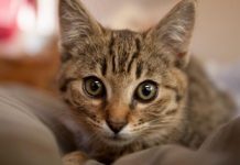 Ako vam je na kućni prag došla nepoznata mačka, to znači samo jedno – PRIPREMITE SE Ako vam je na kućni prag došla nepoznata mačka, to znači samo jedno – PRIPREMITE SE - featured image