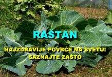 POVRĆE JE TOLIKO ZDRAVO DA O NJEMU PIŠE NJUJORK TAJMS: Amerikanci daju po 30 dolara za jedan list, a ono raste kod nas POVRĆE JE TOLIKO ZDRAVO DA O NJEMU PIŠE NJUJORK TAJMS: Amerikanci daju po 30 dolara za jedan list, a ono raste kod nas - featured image