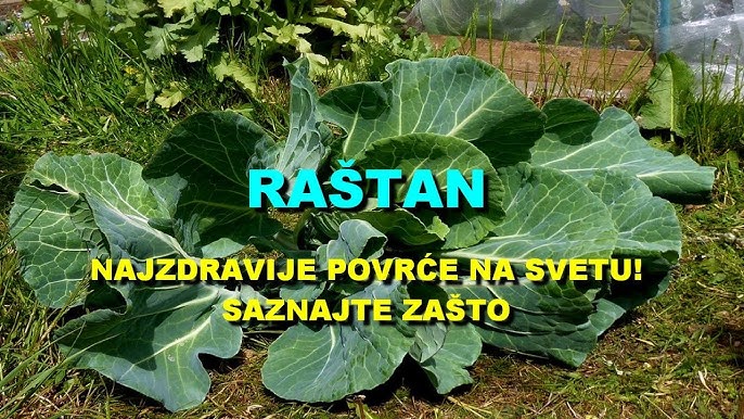 POVRĆE JE TOLIKO ZDRAVO DA O NJEMU PIŠE NJUJORK TAJMS: Amerikanci daju po 30 dolara za jedan list, a ono raste kod nas - featured image POVRĆE JE TOLIKO ZDRAVO DA O NJEMU PIŠE NJUJORK TAJMS: Amerikanci daju po 30 dolara za jedan list, a ono raste kod nas - featured image