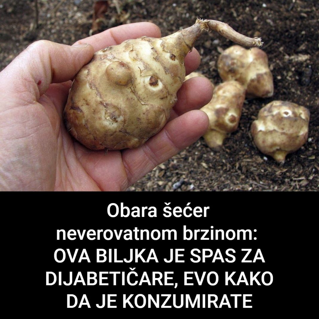 Ova biljka je spas za dijabetičare, idealna za mršavljenje i dobru probavu… - featured image