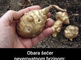 Ova biljka je spas za dijabetičare, idealna za mršavljenje i dobru probavu… Ova biljka je spas za dijabetičare, idealna za mršavljenje i dobru probavu… - featured image