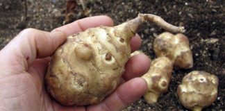 Ova biljka je spas za dijabetičare, idealna za mršavljenje i dobru probavu… Ova biljka je spas za dijabetičare, idealna za mršavljenje i dobru probavu… - featured image