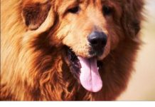 AKO STE MISLILI DA PAS JEDE TRAVU ZBOG PROBLEMA SA STOMAKOM PREVARILI STE SE: EVO šta je prava istina, morate znati AKO STE MISLILI DA PAS JEDE TRAVU ZBOG PROBLEMA SA STOMAKOM PREVARILI STE SE: EVO šta je prava istina, morate znati - featured image