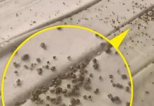 Jutros sam, točno ispod muževog jastuka, na zaštiti madraca, pronašla ove sitne smeđe mrvice 😲 Jutros sam, točno ispod muževog jastuka, na zaštiti madraca, pronašla ove sitne smeđe mrvice 😲 - featured image