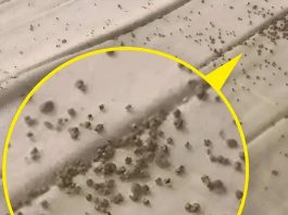 Jutros sam, točno ispod muževog jastuka, na zaštiti madraca, pronašla ove sitne smeđe mrvice 😲 Jutros sam, točno ispod muževog jastuka, na zaštiti madraca, pronašla ove sitne smeđe mrvice 😲 - featured image