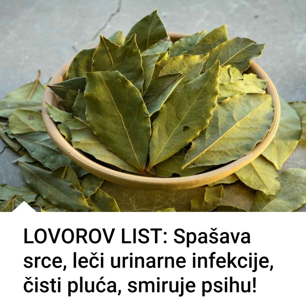 Lovorov List lekovitost i recepti - featured image Lovorov List lekovitost i recepti - featured image