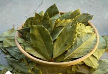 Lovorov List lekovitost i recepti Lovorov List lekovitost i recepti - featured image