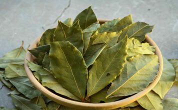 Lovorov List lekovitost i recepti Lovorov List lekovitost i recepti - featured image