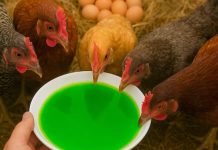 Kako OVO nisam znao ranije | Moje KOKOŠKE svaki dan snesu 100 jaja! Kako OVO nisam znao ranije | Moje KOKOŠKE svaki dan snesu 100 jaja! - featured image