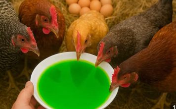 Kako OVO nisam znao ranije | Moje KOKOŠKE svaki dan snesu 100 jaja! Kako OVO nisam znao ranije | Moje KOKOŠKE svaki dan snesu 100 jaja! - featured image