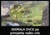 SNIMALA OVCE pa primjetila nešto vrlo čudno: “Nisam mogla vjerovati svojim očima! Kako je to moguće?” SNIMALA OVCE pa primjetila nešto vrlo čudno: “Nisam mogla vjerovati svojim očima! Kako je to moguće?” - featured image