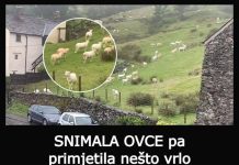 SNIMALA OVCE pa primjetila nešto vrlo čudno: “Nisam mogla vjerovati svojim očima! Kako je to moguće?” SNIMALA OVCE pa primjetila nešto vrlo čudno: “Nisam mogla vjerovati svojim očima! Kako je to moguće?” - featured image