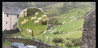 SNIMALA OVCE pa primjetila nešto vrlo čudno: “Nisam mogla vjerovati svojim očima! Kako je to moguće?” SNIMALA OVCE pa primjetila nešto vrlo čudno: “Nisam mogla vjerovati svojim očima! Kako je to moguće?” - featured image