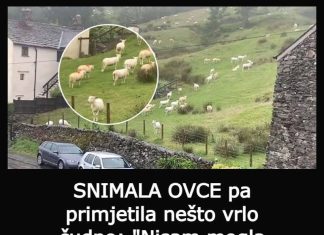 SNIMALA OVCE pa primjetila nešto vrlo čudno: “Nisam mogla vjerovati svojim očima! Kako je to moguće?” SNIMALA OVCE pa primjetila nešto vrlo čudno: “Nisam mogla vjerovati svojim očima! Kako je to moguće?” - featured image