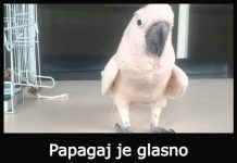 Papagaj je glasno prdnuo… Njegova reakcija? Ne možemo prestati da se smijemo! Papagaj je glasno prdnuo… Njegova reakcija? Ne možemo prestati da se smijemo! - featured image