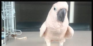 Papagaj je glasno prdnuo… Njegova reakcija? Ne možemo prestati da se smijemo! Papagaj je glasno prdnuo… Njegova reakcija? Ne možemo prestati da se smijemo! - featured image