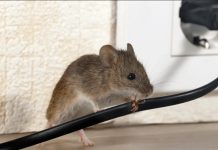 DOMAĆI TRIK DA SE RIJEŠITE MIŠEVA U STANU ILI PODRUMU DOMAĆI TRIK DA SE RIJEŠITE MIŠEVA U STANU ILI PODRUMU - featured image