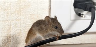 DOMAĆI TRIK DA SE RIJEŠITE MIŠEVA U STANU ILI PODRUMU DOMAĆI TRIK DA SE RIJEŠITE MIŠEVA U STANU ILI PODRUMU - featured image