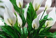 Muka vam je od čekanja da vaš spathiphyllum procvjeta? Ovih šest savjeta promijenilo je sve za mene Muka vam je od čekanja da vaš spathiphyllum procvjeta? Ovih šest savjeta promijenilo je sve za mene - featured image