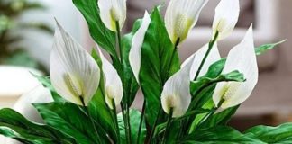 Muka vam je od čekanja da vaš spathiphyllum procvjeta? Ovih šest savjeta promijenilo je sve za mene Muka vam je od čekanja da vaš spathiphyllum procvjeta? Ovih šest savjeta promijenilo je sve za mene - featured image