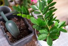 Nahranite zamiju jednim povrćem i bujaće kao korov: Nećete moći da prebrojite nove listove i novac u novčaniku Nahranite zamiju jednim povrćem i bujaće kao korov: Nećete moći da prebrojite nove listove i novac u novčaniku - featured image