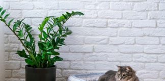 Zamiija od jednog čaja i zimi lista kao u džungli: Biljka koja privlači novac biće bujna i zelena, a vi bogati Zamiija od jednog čaja i zimi lista kao u džungli: Biljka koja privlači novac biće bujna i zelena, a vi bogati - featured image